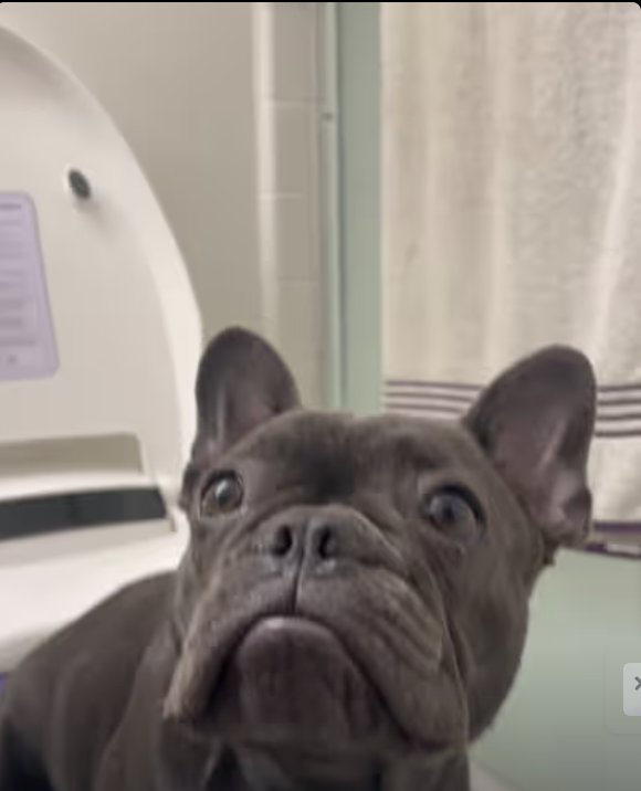 Frenchie’s Rainy Day Solution !